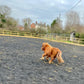 Equestrian Chippings