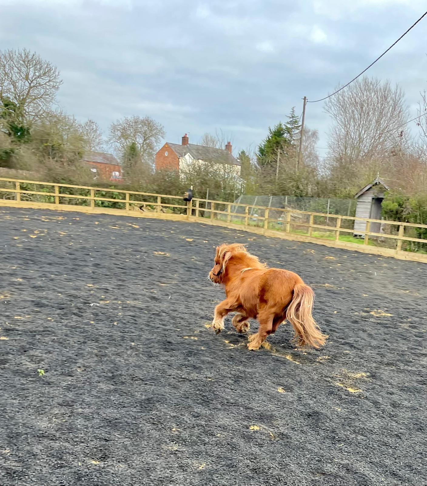 Equestrian Chippings